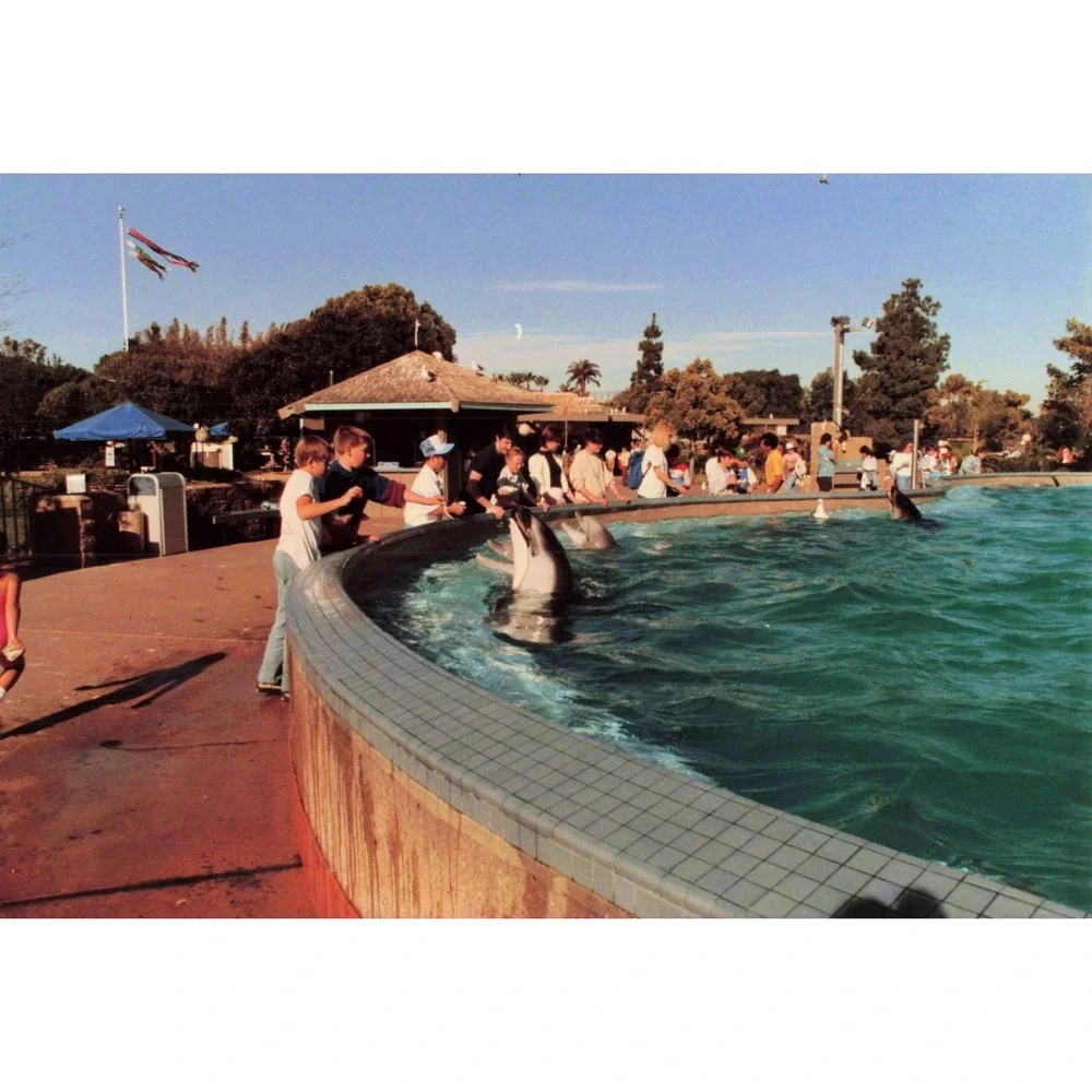 1988 SeaWorld San Diego Dolphin Interaction Original Vintage Found Photo Snapsho - Picture 1 of 2